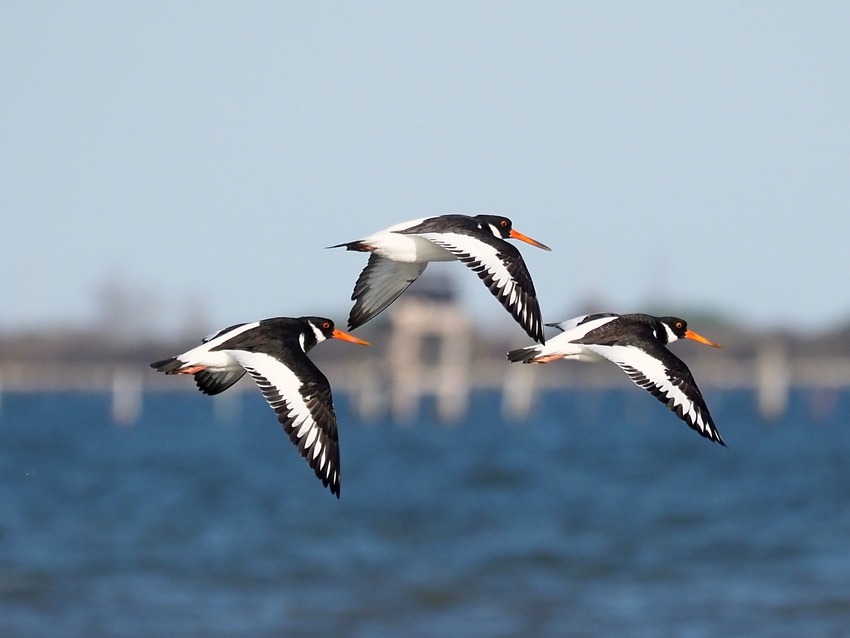 Beccaccia di mare (Haematopus ostralegus)